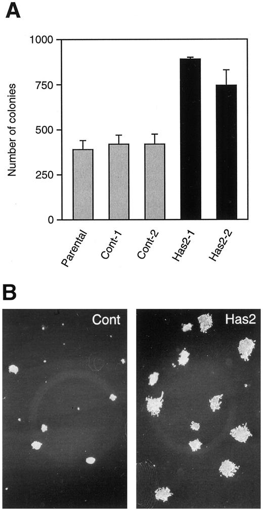 Fig. 4. Anchorage-independent growth of Has2-transfected cells in soft agar. A, Has2- and control-transfected cells were examined by the soft agar assay as described in “Materials and Methods.” Dishes in triplicate were incubated at 37°C under 5% CO2, and the number of colonies consisting of more than 30 cells was determined for each dish at 10 days after plating. Columns, mean numbers of colonies; bars, SD. Experiments were repeated three times with similar results. B, phase contrast micrographs of colonies of Has2- and control-transfected cells in soft agar. Has2, Has2-transfected HT 1080 cells (clone Has2-1); Cont, control-transfected HT1080 cells (clone Cont-1).