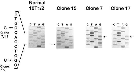 Fig. 3. Mutations in the p53 gene in three radiation-transformed 10T1/2 cell clones, as revealed by sequencing of a small region of exon 5. Transformed clones 7 and 17 had the same single base shift from C→G at codon 132, leading to an amino acid change from cysteine to tryptophan. Transformed clone 15 had a single base shift from G→C at codon 135, leading to an amino acid change from alanine to proline.