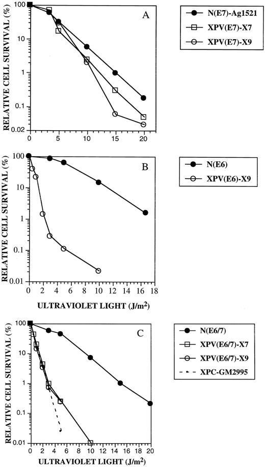 Fig. 5. Survival assayed by colony formation of HPV-transformed cells. A, survival XPV cells transfected with HPV16 E7: □, XP30RO(E7); ○, XP5MA(E7); •, normal nontransformed fibroblasts, AG1521. B, survival of normal and XPV cells transfected with HPV16 E6. •, normal cells, GM037(E6); ○, XP5MA(E6). C, survival of normal and XPV cells transfected with HPV16 E6 and E7: •, normal cells, GM037(E6/E7); □, XP30RO(E6/E7); ○, XP5MA(E6/E7). XP group C, GM2995(XP6CA), shown for comparison (- - -).