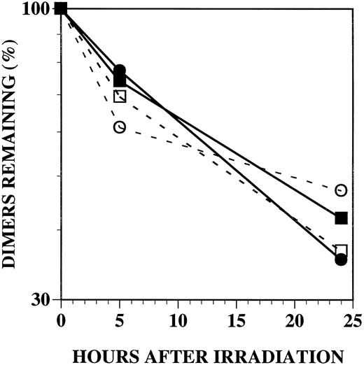Fig. 6. Excision of pyrimidine dimers from total cellular DNA. ▪, normal GM637 SV40-transformed cells; •, normal GM637(E6/7)-transformed cells; ○, XP30RO(E6/7)-transformed cells; □, XP5MA(E6/7)-transformed cells.