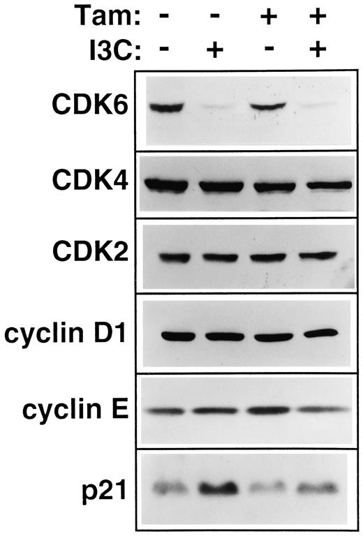 Fig. 5. Effects of I3C on expression of G1 cell cycle proteins. MCF-7 cells were treated with 100 μm I3C and/or 1 μm tamoxifen (Tam) for 96 h, and the protein production of the G1 cell cycle components was determined by Western blot analysis using specific antibodies. The same cell extracts were used for the analysis of each cell cycle protein, and equal sample loading was confirmed by Ponceau S staining of the Western blot membrane.