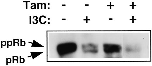 Fig. 7. Effects of I3C and tamoxifen on phosphorylation of endogenous Rb in MCF-7 cells. MCF-7 cells were treated with 100 μm I3C and/or 1 μm tamoxifen (Tam) for 48 h, the cell extracts were electrophoretically fractionated, and Western blots were probed with anti-Rb antibodies. The extent of endogenous Rb phosphorylation was determined by the characteristic migration of the hyperphosphorylated (ppRb) and hypophosphorylated (pRb) forms of Rb.