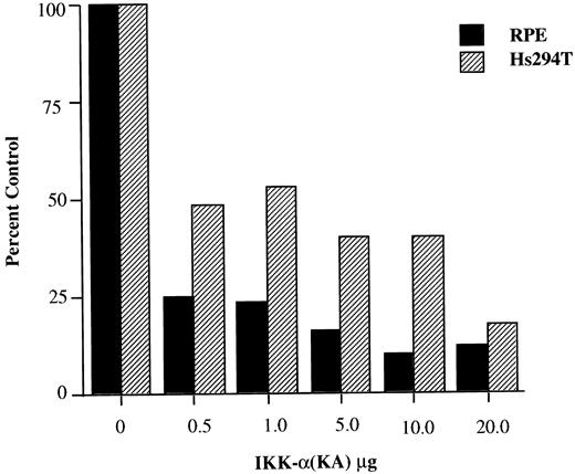 Fig. 4. Elevated IKK activity in Hs294T cells leads to increased MGSA transcription, and the dominant negative IKK-α vector differentially reduces basal MGSA/GRO-α-LUC transcription in RPE and Hs294T cells. Cells were cotransfected with increasing amounts (0–20 μg) of IKK-α(KA), a dominant negative mutant of IKK-α, and constant amounts of MGSA/GRO-α-LUC (10 μg) and β-gal (5 μg). Forty-eight h after transfection, the unstimulated cells were assayed for basal luciferase activity. Luciferase values were normalized with β-gal values, and the values are depicted as percent control, the control being the 0 μg of IKK-α(KA). The total quantity of the DNA was kept constant by adding puc19 DNA. The transfections with RPE and Hs294T cells were conducted simultaneously to avoid experimental variations. A representative of three independent experiments is shown. The qualitative results of all three experiments were similar.