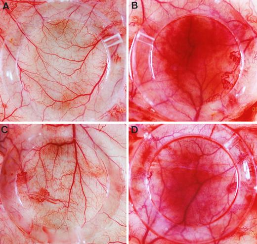 Fig. 2. Inhibition of tumor-induced angiogenesis by BPHAs. Representative views from the inner side of the dorsal skin segment. Dorsal skin of the mice 4 days after implantation of a chamber filled with HBSS only (A) or HT-1080 cells (B-D). The implanted mice were treated p.o. daily with vehicle control (B), 200 mg/kg BPHA (C), or 200 mg/kg (-)BPHA (D). Magnitude, ×6.4.