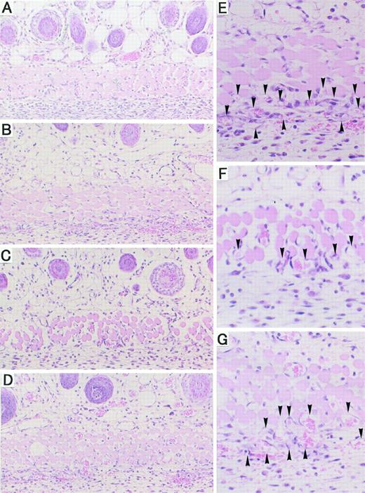 Fig. 3. Histological analysis of vertical skin sections. H&E staining of skin vertical sections 4 days after implantation of a chamber filled with HBSS only (A) or a chamber filled with HT-1080 cells (B-G). The implanted mice were treated p.o. daily with vehicle control (B and E), 200 mg/kg BPHA (C and F), and 200 mg/kg (-)BPHA (D and G). A-D, magnification: ×87.5. E-G, magnification: ×350. Arrowhead, blood vessels beneath the musculi cutaneus.