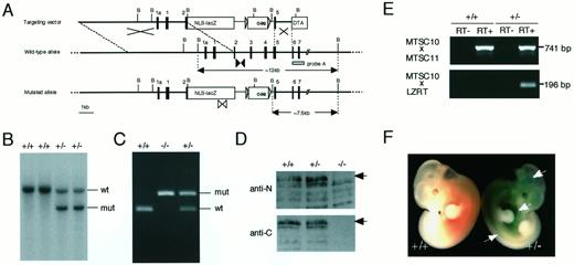 Fig. 1. Targeted disruption of the mouse Tsc2 gene. A, structures of the targeting vector and the wild-type and mutated Tsc2 allele. Exons, ▪ with numbers. The coding region for β-gal with a NLS (NLS-lacZ) and expression cassettes for neomycin-resistant (neo) and DTA genes are shown by □. and , loxP sequences flanking the neo cassette and the position of a 0.7-kb fragment used as a screening probe (probe A), respectively. The lengths of BamHI (B) fragments from wild-type (∼13 kb) and mutated (∼7.5 kb) alleles detected by probe A are shown below each allele with arrows. Approximate positions of primers used for PCR genotyping are shown by triangles (▴, the wild-type allele; ▵, the mutated allele) below each allele. B, Southern blot analysis of tail DNAs from F1 littermates after digestion by BamHI. Right, positions of fragments from wild-type (wt; ∼13 kb) and mutated (mut; ∼7.5 kb) alleles are indicated. Wild-type mice, +/+; heterozygous mutant mice, +/−. C, PCR genotyping of E 9.5 embryos from a F1 heterozygous breeding. Right, positions of bands amplified from wild-type (wt; 160 bp) and mutated (mut; 224 bp) alleles are indicated. Wild-type embryo, +/+; heterozygous embryo, +/−; homozygous embryo, −/−. D, Western blot analysis of E 9.5 embryos from a F1 heterozygous breeding. After separation on 5% SDS-PAGE, samples were probed with anti-tuberin NH2-terminal (anti-N) or COOH-terminal (anti-C) antibodies. The position of the ∼180-kDa band for wild-type tuberin (arrow) and the genotypes are indicated. E, RT-PCR analysis of F1 embryos at E 11.5. RNA samples from whole embryos were subjected to RT-PCR analysis using a primer set on exons 1 and 8 (MTSC10 × MTSC11, top panel) or a mutated allele-specific primer set on exon 1 and lacZ (MTSC10 × LZRT, bottom panel). Right, sizes of products are shown. Wild-type, +/+; heterozygous mutant, +/−. F, whole mount X-gal staining of F1 embryos at E 11.5. Genotypes are indicated. Note Tsc2 ± embryo-specific staining, especially in the brain, spinal cord, and heart (arrows).