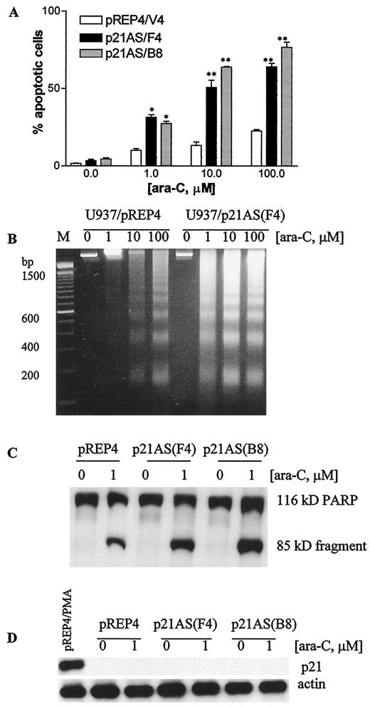 Fig. 1. A, cells containing an empty vector (pREP/V4) and two antisense-expressing clones (p21AS/F4 and B8) were exposed to the designated concentration of ara-C for 6 h, after which the percentage of apoptotic cells was determined by evaluating Wright Geimsa-stained specimens as described in the text. Values represent the means for three separate experiments; bars, ±1 SD. *, greater than values for empty vector controls; P ≤ 0.05; **, P ≤ 0.02. B, DNA was extracted from empty vector control and antisense-expressing cells (AS/F4) after a 6-h exposure to the designated concentration of ara-C, subjected to agarose gel electrophoresis, and stained with propidium iodide to visualize internucleosomal DNA cleavage patterns. A standard DNA ladder is shown in the left lane. C, after exposure to 1 μm ara-C for 6 h, cells were lysed, protein was extracted, and expression of PARP (20 μg/condition) was assessed by Western analysis as described in the text. Proteolysis of native Mr 116,000 PARP to its Mr 85,000 cleavage product characteristically occurs in cells undergoing apoptosis. D, Western analysis of p21WAF1/CIP1 expression after exposure of cells to 1 μm ara-C for 6 h. An extract from pREP4 cells treated with 10 nm PMA for 24 h was used as a positive control.