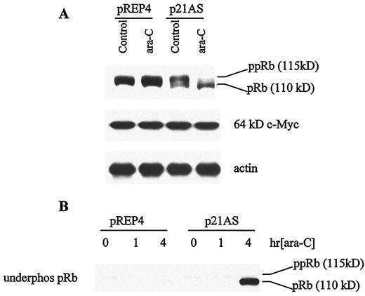 Fig. 3. A, pREP4 and p21AS/F4 cells were exposed to 1 μm ara-C for 6 h, after which they were lysed, and expression of pRb and c-Myc were determined by Western blot analysis as described in the text. Each lane was loaded with 10 μg of protein. Phosphorylated pRb characteristically displays a mobility of Mr 116,000, whereas dephosphory-lated pRb migrates at Mr 110,000. B, cell lysates were obtained and analyzed as above, except that they were probed with a murine antibody that primarily recognizes underphosphorylated pRb (G99-549), as described in the text. The results of a representative study are shown; two additional experiments yielded similar results.