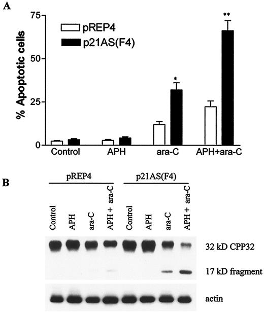 Fig. 5. A, pREP4 and p21AS/F4 cells were incubated for 24 h with 0.125 μm APH, after which they were washed free of drug and resuspended in complete medium. After such treatment, 75–85% of the cells accumulated in S-phase. The cells were then exposed to 1 μm ara-C for 6 h, after which the percentage of apoptotic cells was determined by examining Wright Giemsa-stained preparations. Values represent the means for three separate experiments; bars, SD. *, significantly greater than values for pREP4 cells; P ≤ 0.02; **, P ≤ 0.005. B, after treatment as above, expression of the Mr 32,000 Yama protein and its Mr 17,000 cleavage product were monitored by Western blot analysis as described in “Materials and Methods.” Each lane was loaded with 10 μg of protein. Lanes 1–4, pREP4 cells; Lanes 5–8, p21AS/F4 cells. Lanes 1 and 5, controls; Lanes 2 and 6, APH (0.125 μm; 24 h); Lanes 3 and 7, ara-C (1 μm; 6 h); Lanes 4 and 8, APH → ara-C. Two additional studies yielded equivalent results.