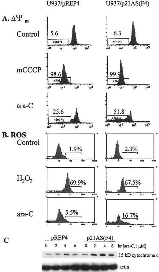 Fig. 6. A, after exposure of pREP 4 and p21AS/F4 cells to 1 μm ara-C for 6 h, Δψm was monitored by flow cytometry using DiOC6 as a probe. Results obtained with the protonophore m-chlorophenylhydrazone (mCCCP), which causes complete collapse of the Δψm, are shown for comparison. Values represent the percentage of cells exhibiting low DiOC6 uptake; two additional studies yielded equivalent results. B, generation of ROS was monitored in cells treated as above by flow cytometry using DHR 123 as described in the text. Results obtained using H2O2 are shown for comparison. Values represent the percentage of cells exhibiting high DHR 123 fluorescence; two additional studies yielded equivalent results. C, after treatment as above, cytosolic S-100 fractions were isolated from pREP4 and p21AS/F4 cells, and expression of cytochrome c was assessed by Western blot analysis as described in the text. Actin controls are shown to document equal loading of lanes and protein transfer. Two additional studies yielded equivalent results.
