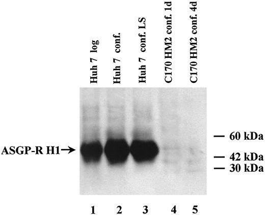 Fig. 4. ASGP-R H1 levels in crude membranes of C170HM2 cells. H1 levels in log phase growing (log) and confluent (conf.) Huh7 human hepatoma and C170HM2 cells. Huh 7 cells were grown in 10% FCS and harvested in log phase (<70% confluence; Lane 1), confluent for 1 day (Lane 2), or confluent for 1 day grown in 1% FCS (Huh 7 conf. LS, low serum, Lane 3). C170HM2 cells were grown confluent in 10% FCS for 1 day (C170HM2 conf. 1d, Lane 4) and 4 days (C170HM2 conf. 4d, Lane 5), respectively.