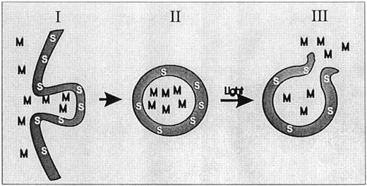 Fig. 1. Transport of molecules to the cytosol by PCI. I, the photosensitizer (S) and the molecules of choice (M) are endocytosed. II, both substances end up in the same vesicles. III, upon exposure to light, the membranes of the vesicles rupture, and the contents are released into cytosol.