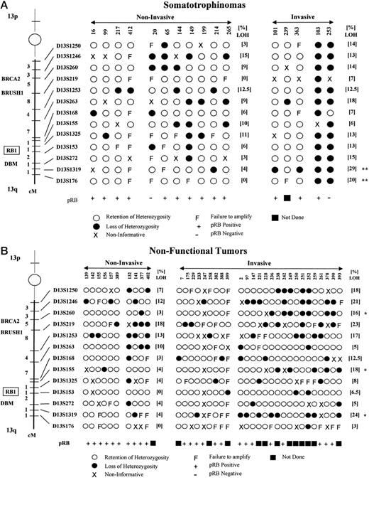 Fig. 1. Deletion mapping of somatotrophinoma and nonfunctional tumors. LOH was analyzed using 13 polymorphic microsatellite markers to chromosome 13q. Deletion status of somatotrophinomas (a) and non-functional tumors (b) are shown. The relative positions and linkage order of each microsatellite marker are shown on the left of both figures, together with the approximate map positions of the TSGs RB1, BRCA2, DBM, and BRUSH1. Tumors are subdivided into invasive and noninvasive. To aid interpretation, tumors showing a single loss are shown to the left of those showing more than one loss. The frequency (%) LOH at each of the markers is shown to the right of each of the loss patterns for invasive and noninvasive somatotrophinomas and nonfunctional pituitary tumors. The asterisk shows markers demonstrating significantly increased frequency of LOH in invasive tumors compared with noninvasive counterparts, where ∗ denotes P = <0.05 and ** denotes P = <0.01 (Fisher’s Exact test). The figure also shows the IHC staining status for those tumors sustaining LOH on 13q. Staining status for tumors without LOH on this chromosome are not shown (see “Results”).