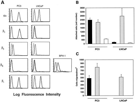 Fig. 1. PC3 and LNCaP cell differential expression of αvβ3 integrin and migration on VN. A, expression of integrins in PC3 and LNCaP cells by FACS analysis is shown. Monoclonal antibodies to αv VNR147 (1:500), αvβ3 LM609 (1:500), β5 P1F5 (1:500), β6 9G6B2 (1:10), and β1 P4C10 (1:500) were used. BPH-1 cells were used as positive control for the β6 integrin. B, PC3 or LNCaP cells (2.5 × 104) were labeled using [51Cr]sodium chromate and allowed to attach to VN (▪, 30 μg/ml), FN (▨, 3 μg/ml), or BSA (□, 10 μg/ml) at 37°C for 2 h. C, PC3 or LNCaP cells (8 × 105) were allowed to migrate on VN (5 μg/ml), FN (0.5 μg/ml), or BSA (10 μg/ml) at 37°C for 16 h. BSA was used as negative control. In B and C, migration and adhesion experiments were repeated at least three times with consistent results. Bars, mean ± SE (n = 3).