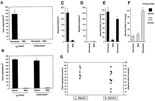 Fig. 3. β3-LNCaP and primary prostate cancer cells migrate on VN. A, β3-LNCaP or ICAM-LNCaP cells (4 × 105) were allowed to migrate on VN or BSA (both at 3 μg/ml) in each insert at 37°C for 4 h. B, β3-LNCaP or ICAM-LNCaP cells (4 × 105) were allowed to migrate on TS2/16 (coating concentrations, 1:500) or BSA (3 μg/ml) in each insert at 37°C for 4 h. C–G, epithelial cells from prostatic adenocarcinoma or normal prostate tissue differentially adhere to and migrate on VN-coated substrates. Epithelial cells (2 × 105) from prostate carcinoma (C) or normal (D) prostate tissue were allowed to migrate at 37°C for 16 h in Boyden chambers that were coated using VN (3 μg/ml) or BSA (10 μg/ml). The differences between cancer and normal epithelial cell migration on VN were statistically significant (P < 0.0001). Epithelial cells (E; 2.5 × 104) from prostate carcinoma or normal prostate (F) tissue were labeled using [51Cr]sodium chromate and allowed to attach to VN (3 μg/ml), BSA (10 μg/ml), or FN (3 μg/ml) at 37°C for 2 h. E–G, the results are expressed as the percentage of control; either migration on or adhesion to FN for each cell population was used as 100% control. G, BSA values were subtracted in migration and adhesion assays. The differences between cancer and normal epithelial cell adhesion to VN were statistically significant (P < 0.05). Cell migration and adhesion assays were performed using 10 prostatic adenocarcinoma tissue specimens. Each symbol (▴, migrated cells; •, attached cells) represents one independent case of prostatic adenocarcinoma. A–F, bars are the mean ± SE (n = 3).