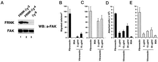 Fig. 7. FRNK expression inhibits β3-LNCaP cell migration on VN. A, LNCaP cells cotransfected using β3 and FRNK cDNAs are designated FRNK-β3-3, FRNK-β3-4, or β3-9. Each cell lysate (30 μg) was separated using a 7.5% SDS-PAGE and analyzed by immunoblotting using C-20, antibody against FAK (bottom), which also recognizes FRNK (top). Only FRNK-β3-3 and FRNK-β3-4 transfectants expressed detectable levels of FRNK. Computing densitometric analysis showed that FRNK-β3-3 had >2-fold expression of FRNK compared with FRNK-β3-4, whereas β3-9 did not express it. FRNK-β3-3, FRNK-β3-4, or β3-9 expressed comparable levels of endogenous FAK (1.08, 1.00, and 0.94, respectively). B and C, LNCaP cells (4 × 105) expressing β3 and FRNK (▪), or expressing β3 but not FRNK (▧), were allowed to migrate on VN (3 and 10 μg/ml), FN (3 μg/ml), or BSA (3 μg/ml) at 37°C for 4 h. D and E, FRNK-β3-3 or β3-9 cells (2.5 × 104)/well were allowed to attach to VN (3, 10, and 30 μg/ml), FN (3 μg/ml), or BSA (3 μg/ml) at 37°C for 2 h. B–E, bars are the mean ± SE (n = 3).