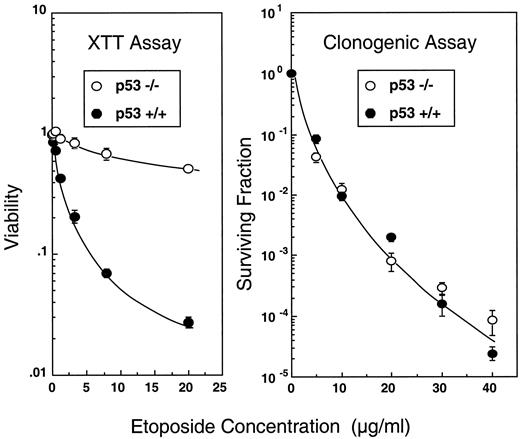 Fig. 1. Short-term assays can wrongly assess sensitivity of cells to anticancer agents. MEFs from wild-type (p53+/+) or p53 knockout mice (p53−/−) and transformed with E1A and ras were exposed to different concentrations of etoposide for 1 h and assayed either by the XTT assay 1 day after exposure or by clonogenic survival after 8 days of incubation. Pooled data from two independent experiments are shown; bars, SE.