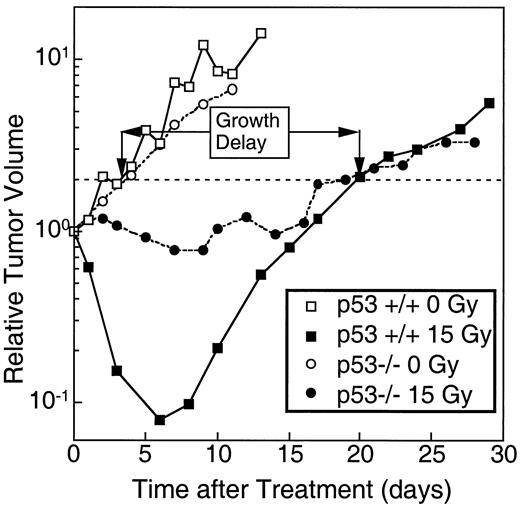 Fig. 2. Short-term assays of tumor response can incorrectly assess overall cell kill for tumors whose cells have different probabilities of undergoing early apoptosis. MEFs from wild-type (p53+/+) or p53 knockout mice (p53−/−) and transformed with E1A and ras were grown as tumors in severe combined immunodeficient mice and irradiated with 15 Gy of irradiation at time 0. Tumor volume was assessed three to five times weekly by multiplying three perpendicular tumor diameters. The tumors were irradiated (or entered into the control groups) when they reached a mean diameter of 5–7 mm. Shown are the geometric means of the volumes of five mice per group relative to the volumes at time 0. Growth delay relative to controls at two times treatment volume is shown.