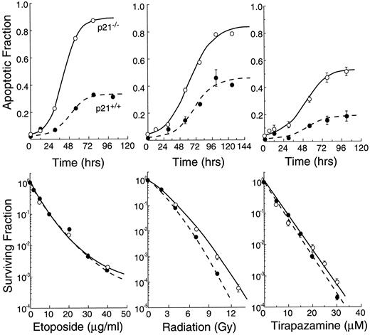 Fig. 3. Apoptosis does not necessarily predict overall sensitivity to genotoxic agents. The response of HCT116 cell lines isogenic for the CDK inhibitor p21waf1 are shown following three different genotoxic treatments: etoposide, radiation, and tirapazamine under hypoxia. The upper frames show that the loss of p21 (solid lines) sensitizes cells to death by apoptosis for each of these treatments in comparison with the wild-type cell line (dashed lines). However, the overall sensitivity as assessed by clonogenic assay (lower frames) is unchanged. Upper panels, the apoptotic fraction following etoposide (5 μg/ml), irradiation (10 Gy), and tirapazamine (20 μm) under hypoxia. The data for etoposide and irradiation are redrawn from Wouters et al. (23). Bars, SE.