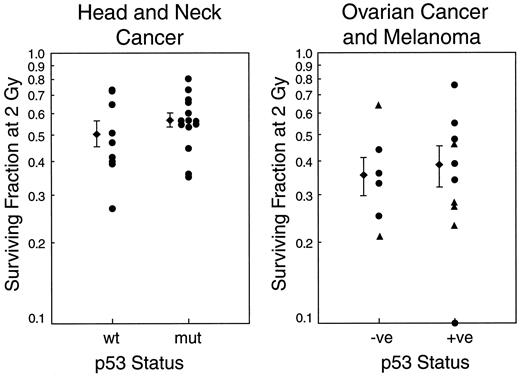 Fig. 4. p53 status does not affect the sensitivity of human tumor cells to killing by ionizing radiation. Cell sensitivity (surviving fraction after 2 Gy) was assessed by colony formation. Results shown in A are from primary tumor cell lines derived from head and neck cancers (46). In these studies, the p53 gene was sequenced to determine those tumors expressing wild-type or mutant p53. Results in B show sensitivity of p53-expressing versus p53-nonexpressing primary cultures from ovarian cancers (•) and melanoma (▴; 45). In these studies, high levels of p53 expression were used as a surrogate for p53 mutation. ♦, mean; bars, ±1 SE for each population.
