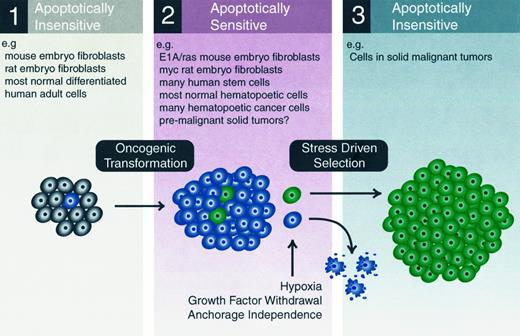 Fig. 5. Malignant evolution and apoptotic sensitivity. Most differentiated adult cells, as well as normal mouse and human fibroblast cell lines, are resistant to the induction of apoptosis by genotoxic agents (panel 1). These cells typically undergo permanent arrest or senescence after treatment. Initial oncogenic transformation increases the proliferative potential and can dramatically sensitize these cells to apoptosis (panel 2). In general, these cells are more sensitive to apoptosis induced by both genotoxic and nongenotoxic stress (e.g., hypoxia, growth factor withdrawal, or anchorage independence). Cells in this state have also been shown to be hypersensitive to overall cell killing as assessed by clonogenic assay. Examples of cells that can be classified within this apoptotically sensitive state include the E1A- and ras-transformed MEFs, the myc-expressing Rat-1 cells, many human stem cells, and hematopoietic tumor cells. Most solid human tumors and tumor-derived cell lines have evolved past this apoptotically hypersensitive state due to the selective pressure arising from various forms of nongenotoxic stress found within the tumor microenvironment (panel 3). In response to genotoxic stress, the predominant mode of cell death for cells in this state may or may not be apoptosis. Manipulations in the levels of apoptosis by means of genetic changes has only been shown to affect cells that are apoptotically sensitive (middle panel). Dramatic changes in the level of apoptosis in cells from human tumors often have no effect on overall survival.