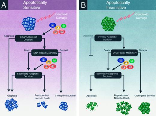 Fig. 6. Two models that illustrate the pathways to cell death in apoptotically sensitive and apoptotically insensitive cells (as defined in Fig. 5<$REFLINK>) are shown. For apoptotically sensitive cells, genotoxic damage can signal an immediate apoptotic response (A). This signal is dependent upon many genes including p53, p21, Bcl-2, and pRb. Cells that avoid death at this point undergo DNA repair, resulting in cells that have clonogenic potential, and those that do not. In those cells destined to die at this point, a secondary apoptotic decision is made. At this point, cells may either undergo apoptosis or die by other means such as reproductive or necrotic cell death. For apoptotically insensitive cells (B), which comprise the majority of cells from solid tumors, the primary apoptotic decision point is disabled. After repair, cells that are destined to die still undergo a secondary apoptotic decision point, and thus the predominant mode of cell death may or may not be apoptosis. The genes controlling apoptosis at both decision points are similar, and thus it is possible to modulate the levels of apoptosis in cells within the apoptotically insensitive state by genetic means (e.g., introduction of bcl-2). However, modulation of apoptosis at this secondary point affects only the mode of cell death, not the overall fraction of surviving cells.