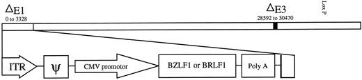 Fig. 1. Construction of BZLF1 and BRLF1 adenovirus vectors. The BZLF1 and BRLF1 sequences (both under the control of the CMV IE promoter) were inserted into an E1- and E3-deleted (replication-deficient) type 5 adenovirus vector via cre-loxP-mediated homologous recombination (34). The lacZ adenovirus vector (used as a control) was constructed identically and contained the bacterial lacZ gene under the control of the CMV IE promoter. The positions of the adenovirus vector inverted terminal repeat (ITR) and packaging signal (ψ) are indicated.