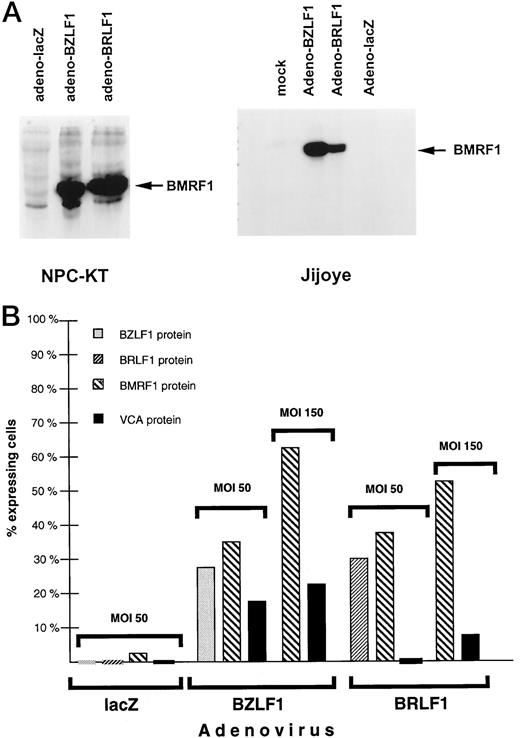 Fig. 2. The BZLF1 and BRLF1 adenovirus vectors disrupt EBV latency. A, NPC-KT cells (left) or Jijoye cells (right) were infected with the BZLF1-, BRLF1-, or lacZ-expressing adenovirus vectors (MOI of 50). Two days after infection, cellular extracts were examined for expression of the early lytic EBV protein, BMRF1, using immunoblot analysis. B, Jijoye cells were infected with the BZLF1, BRLF1, or lacZ adenovirus vectors (MOI of 50 and 150) and examined for expression of IE (BZLF1 or BRLF1), early (BMRF1), and late (VCA) lytic EBV proteins using FACS analysis.