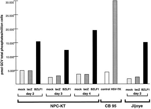 Fig. 3. Lytic EBV infection increases phosphorylation of GCV. Epithelial NPC-KT and Jijoye lymphoma cells were either mock-infected or infected with BZLF1- or lacZ-expressing adenovirus vectors. Cells were incubated with [8-3H]GCV, and protein extracts were prepared. GCV anabolites were quantitated as described previously (38). The amount of phosphorylated GCV (pmol of total phosphorylates per 1 million cells) for each condition is shown at days 2–4 after infection with the adenovirus vectors in NPC-KT cells and at day 2 after adenovirus infection in Jijoye cells. GCV anabolites were also quantitated in latently infected, EBV-positive lymphoblastoid cells (CB95) transduced with either a retroviral vector expressing the HSV-1-TK gene (HSV-TK) or transduced with a control retroviral vector (control).