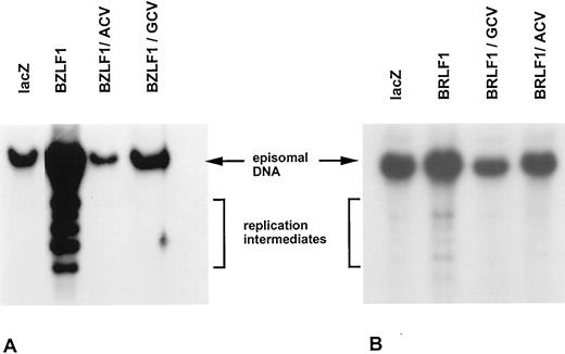 Fig. 4. GCV inhibits lytic EBV replication. Jijoye cells were infected with either the BZLF1 and lacZ adenovirus vectors (MOI of 50; A) or the BRLF1 and lacZ adenovirus vectors (MOI of 150; B) in the presence or absence of 10 μm GCV or 100 μm acyclovir (ACV). Three days later, DNA was isolated, cut with BamHI, and hybridized to a probe spanning the EBV termini (37). The episomal (fused termini) form of the EBV genome is seen in latent infection, whereas the linear form of the genome (replication intermediates) is produced by lytic EBV replication.