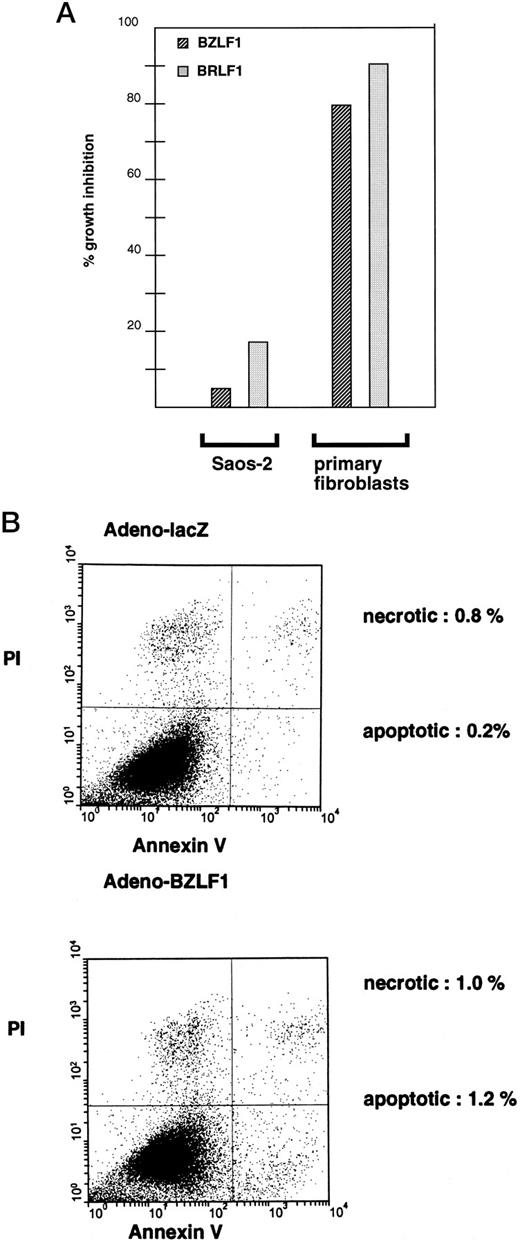 Fig. 6. Effect of BZLF1 and BRLF1 on EBV-negative cells. A, primary human fibroblasts and Saos-2 osteosarcoma cells were infected with the BZLF1, BRLF1, or lacZ adenovirus vectors (MOI of 50). Cell viability was determined 3 days later by trypan blue exclusion. BZLF1- and BRLF1-induced growth inhibition was calculated by comparing the growth rate of BZLF1 and BRLF1 adenovirus vector infected cells to that of lacZ adenovirus vector-infected cells. Both the primary human fibroblasts and Saos-2 cells were efficiently infected by the adenovirus vectors (80% infectivity or more) in these experiments. B, normal human fibroblasts were infected with the BZLF1 or lacZ adenovirus vectors (MOI of 50) and examined for annexin V binding using FITC-labeled annexin V in FACS analysis. The level of annexin V binding is shown on the X axis, and propidium iodide (PI) staining is shown on the Y axis. The position of cells that are apoptotic (bottom right) and necrotic (top right) is indicated (41). BZLF1 expression did not significantly increase annexin V binding in normal human fibroblasts, although essentially all cells were infected with the adenovirus vector (data not shown). In contrast, the BRLF1 adenovirus induced annexin V binding and/or other markers for apoptosis in a variety of cell types (data not shown).4