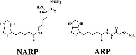 Fig. 1. Structures of the NARP and ARP reagents.