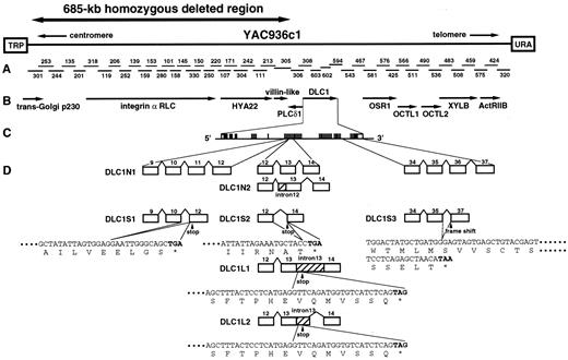 Fig. 1. Detailed physical map of the 1200-kb sequence corresponding to CEPH YAC936c1 on chromosome 3p21.3, and organization of the DLC1 gene relative to the 3p21.3 region homozygously deleted in a lung cancer cell line. A, locations of the overlapping cosmid clones subjected to nucleotide sequencing. B, all genes identified in the region thus far. Arrows, transcriptional direction of each gene. C and D, exon-intron organization and alternative transcripts of the DLC1 gene. Numbered boxes, locations of exons.