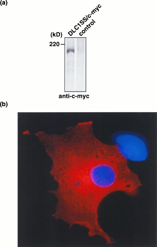 Fig. 3. a, Western blot analysis of extracts from COS7 cells transfected with the plasmid containing DLC1SS/c-myc. b, cytoplasmic localization of DLC1. Cells were stained with anti-c-myc antibodies and 4′,6-diamidino-2-phenylindole.