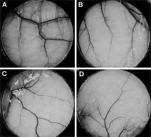 Fig. 3. The effect of TPI on TP-induced angiogenesis. Mice implanted with a chamber containing KB/TP (A and B) and KB/CV (C and D) cells were treated with vehicle (A and C) or 50 mg/kg/day TPI (B and D). TPI strongly inhibited the KB/TP-induced formation of new blood vessels (B). Magnification, ×20.
