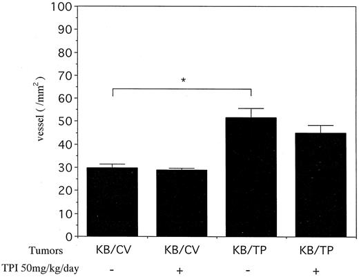 Fig. 7. Analysis of the number of microvessels in the tumors. TPI-untreated KB/TP tumors contained significantly more vessels than TPI-untreated KB/CV tumors. The number of microvessels in the TPI-untreated KB/TP tumors was not significantly different from that in TPI-treated KB/TP tumors. Statistical significance was determined by Student’s t test (mean ± SE; n = 6). *, P = 0.0006.