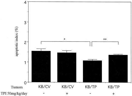 Fig. 8. Apoptotic indices in the tumors. The proportion of apoptotic cells in TPI-untreated KB/CV tumors was significantly higher than that in KB/TP tumors. The proportion of apoptotic cells in TPI-treated KB/TP tumors was significantly higher than that in TPI-untreated KB/TP tumors. Statistical significance was determined by Student’s t test (mean ± SE; n = 6). *, P = 0.0052; **, P = 0.01.