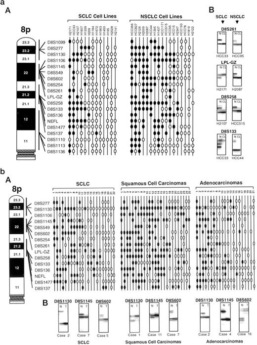 Fig. 1. a, chromosome 8p allelotyping analysis of 30 SCLC (n = 13) and NSCLC (n = 17) cell lines using 19 microsatellite markers. A, allelic losses involving sites at 8p21–23 were frequently detected in both SCLC and NSCLC cell lines. In some cell lines, especially NSCLC, all or most of the short arm was deleted. In other cell lines, the 8p deletions were small and discontinuous. •, LOH; ○, no LOH; line, marker tested but not informative. B, eight representative autoradiographs of microsatellite analyses for LOH in SCLC and NSCLC cell lines. N, B-lymphoblastoid cell line; CL, tumor cell line. b, allelotyping analysis at the chromosome 8p21–23 regions of 68 microdissected primary lung tumors representing the three major histological types of lung cancer using 15 microsatellite markers. A, allelic losses at this region were frequent in the three major types of lung cancer. All or almost all of this region was deleted in some tumors, especially squamous cell carcinomas. In other cases, the losses were small and discontinuous. •, LOH; ○, no LOH; line, marker tested but not informative. B, nine representative autoradiographs of microsatellite analyses for LOH in microdissected primary lung carcinomas (left to right): SCLC, cases 2, 7, and 5; squamous cell carcinomas, cases 1, 11, and 7; adenocarcinomas, cases 2, 4, and 16. N, normal lymphocytes or stromal cells; T, microdissected tumor.