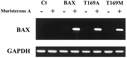 Fig. 1. Generation of stable transfectants with inducible Bax expression. Stably transfected cells were incubated for 12 h with 5 μm muristerone A, and poly (A)+ RNA was obtained. pIND/BAX mRNA was determined by RT-PCR using primers corresponding to the transcribed region of pIND upstream of BAX and the coding region of BAX. Ct, control cells; GAPDH, glyceraldehyde-3-phosphate dehydrogenase.