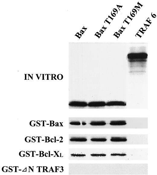 Fig. 4. Binding of Bax and Bax mutants to Bcl-2 family proteins. In vitro binding analyses were performed using GST-Bax, GST-Bcl-2, GST-Bcl-XL, or GST-ΔN TRAF3 fusion proteins and in vitro translated [35S] methionine-labeled Bax, Bax-T169A, Bax-T169M, and TRAF6 as a negative control.