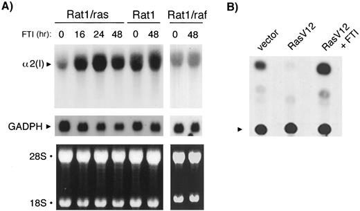 Fig. 2. FTIs derepress transcription of α2(I) collagen, which is suppressed by oncogenic Ras. A, Northern analysis. Rat1, Rat1/ras, or Rat1/raf cells (9, 11) were treated with 10 μm FTI L-744,832 for the times indicated (hr). Cytoplasmic RNA was isolated and examined by Northern analysis with α2(I) collagen and GAPDH cDNA probes. Upper panel, α2(I) collagen mRNA level; middle panel, GAPDH mRNA level as an internal control to normalize RNA loading; bottom panel, ethidium bromide-stained gel to confirm RNA integrity and loading. B, transient promoter assay. NIH3T3 cells were transfected with v-Ha-Ras or empty vector plus a murine α2(I) collagen promoter-CAT reporter gene (a kind gift of B. de Crombrugghe, M.D. Anderson Cancer Center, Houston, TX). Cells were treated the next day with FTI or vehicle and processed the following day for normalized CAT activity.