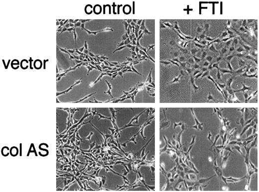 Fig. 4. α2(I) collagen suppression blunts FTI-induced reversion. Rat1/ras cells expressing antisense α2(I) collagen or vector only were treated with 1 μm FTI L-744,832. Cells were photographed at the time of drug addition (t = 0) and 48 h later.