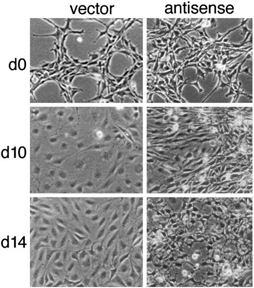 Fig. 5. Elevation of α2(I) collagen is required for the persist kinetics of reversion. Rat1/ras cells expressing antisense α2(I) collagen or vector only were treated with 15 μm FTI L-744,832. Cells were photographed at the time of drug addition (t = 0) and then incubated 48 h. At the end of this period, cells were washed several times, replenished with normal growth media, and maintained in the absence of FTIs. At this concentration of FTI, antisense cells showed a partial reversion but were completely retransformed within 4 days of drug washout. Cells photographed at days 10 (d10) and 14 (d14) highlight the persistence of the reverted phenotype in vector cells that is absent in antisense cells.