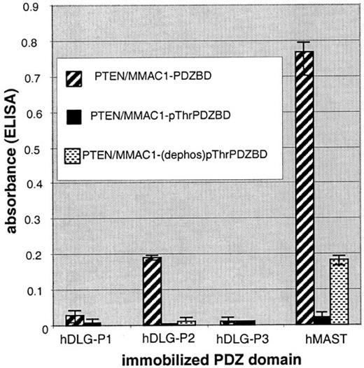 Fig. 1. Microtiter plate peptide binding assay demonstrating binding of MMAC1/PTEN-PDZBD peptides to immobilized PDZ domains. The peptides MMAC1/PTEN-PDZBD, the phosphothreonine version(MMAC1/PTEN-pThrPDZBD), and MMAC1/PTEN-pThrPDZBD treated with PP1 phosphatase (MMAC1/PTEN-(dephos)pThrPDZBD) were prebound to streptavidin peroxidase, then incubated with the indicated GST-PDZ domain fusion proteins preabsorbed to the wells of a 96-well microtiter plate. Following repeated washes, the amount of bound peptide was determined by colorimetetric assay. Shown is the average of three determinations with the extremes indicated by error bars.