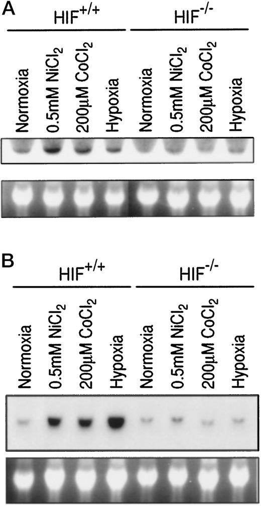 Fig. 2. HIF-1 transcription factor was involved in nickel-induced gene expression. A, induction of Cap43gene expression in mouse HIF-1α+/+ or HIF-1α−/− fibroblasts by nickel or hypoxic conditions. Cells originated from HIF-1α+/+ or HIF-1α−/− mice were exposed to hypoxia (0.5%O2), NiCl2, or CoCl2 for 20 h. Fifteen μg of total RNA were isolated and subjected to a Northern blot analysis. B, induction of GAPDH gene expression in HIF-1α+/+ or HIF-1α−/−mouse fibroblasts by nickel or hypoxic conditions. Cells were treated as in Fig. 3A<$REFLINK>, but here, GAPDH gene expression was assessed by Northern analysis.