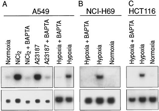 Fig. 4. Involvement of intracellular calcium in Cap43 gene induction by hypoxic conditions. A549(A), NCI-H69 (B), and HCT116(C) cells were exposed to hypoxic conditions (0.5%O2) with or without BAPTA-AM. Cap43 gene induction by 1 mm nickel or 7 μm A23187 is shown as positive control. The Cap43 expression was detected using Northern blot analysis as described in “Materials and Methods.”