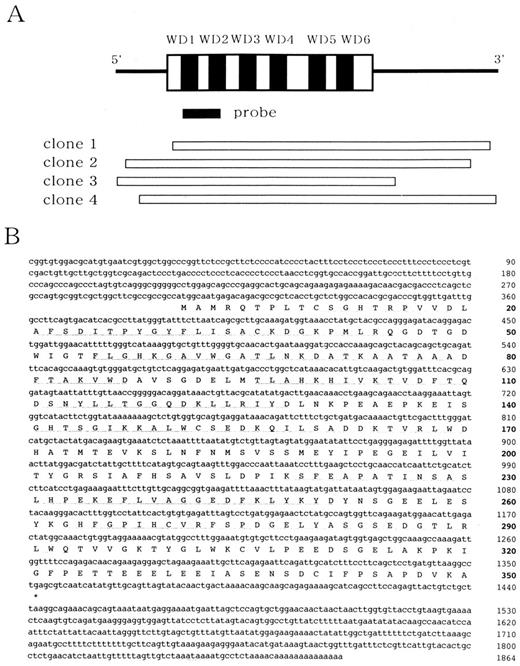 Fig. 1. Representation of the hMAWD cDNA and sequences. A, overlapping hMAWD cDNA clones and a diagram of the complete cDNA structure. The thick line and the striped box represent the untranslated and the coding sequences, respectively. The shaded box indicates the cDNA fragment used as a probe for library screening, and open boxes represent the four overlapping clones. B, cDNA and predicted amino acid sequences in single-letter code of hMAWD. Boldface and roman numbers on the left refer to amino acids and nucleotides, respectively. The hMAWD ORF is from position 301 to 1350. Putative WD-40 motifs are underlined. The presumed polyadenylation site (AATAAA) in the noncoding region of DNA sequence is indicated by a double underline. The nucleotide sequence data reported in this paper have been deposited to DDBJ, EMBL, and GenBank database under the accession number AB024327.