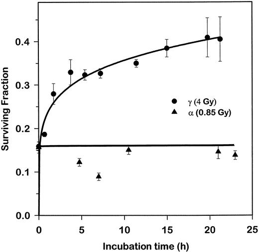 Fig. 5. Clonogenic survival of confluent AG01521 cells exposed toγ-rays (4 Gy) or α-particles (0.85 Gy) and held in confluence at 37°C prior to subculture.
