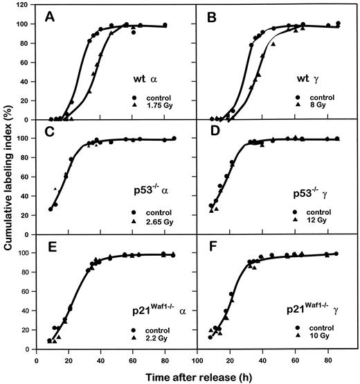 Fig. 6. Cumulative labeling indices as a function of time after release from quiescence of MEFs that were nonirradiated or exposed toα-particles or γ-rays. A, wt, α-particles; B, wt, γ-rays; C, p53–/–,α-particles; D, p53–/–, γ-rays; E, p21Waf1–/–, α-particles; F, p21Waf1–/–, γ-rays.