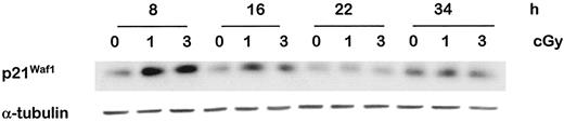 Fig. 8. Western analyses of p21Waf1 expression in GM06419 cells exposed to α-particles. Confluent cells were exposed to mean doses of 0, 1, or 3 cGy and immediately subcultured(1:3). Samples harvested at 8–34 h were analyzed.